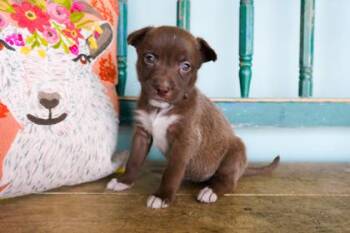 Sage -  Border Collie and Shepherd Dog for Adoption in San Antonio, Texas - Sage | PetCurious