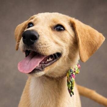 ALGODÓN (Cotton) in NY -  Labrador Retriever and Mixed Breed Dog for Adoption in New York, New York - ALGODÓN (Cotton) In NY | PetCurious
