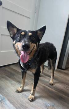 Atlas -  Australian Cattle Dog Blue Heeler Dog for Adoption in Houston, Texas - Atlas | PetCurious