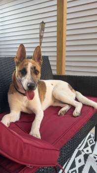 CJ -  Australian Shepherd Dog for Adoption in Tonawanda, New York - CJ | PetCurious