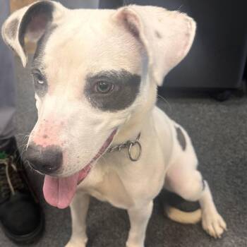 Phoenix -  Mixed Breed Dog for Adoption in Allentown, Pennsylvania - Phoenix | PetCurious