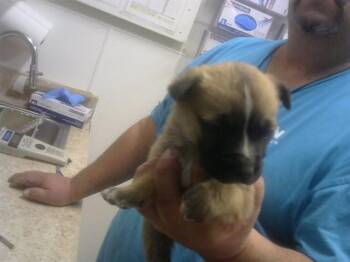 Australian Cattle Dog Blue Heeler Dogs Available for Adoption - FUDGE | PetCurious