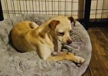 Rescue Chihuahua and Beagle Dogs for Adoption in Boston, Massachusetts - Aiden | PetCurious