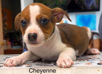 Cheyenne -  Jack Russell Terrier Dog for Adoption in Waverly, Tennessee - Cheyenne | PetCurious
