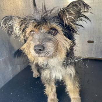 GRACE -  Terrier Dog for Adoption in San Antonio, Texas - GRACE | PetCurious