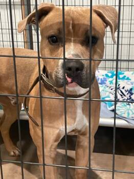 Rescue Pit Bull Terrier Dogs for Adoption in Ashland, Wisconsin - RC Brick | PetCurious