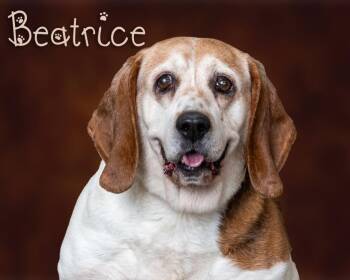 Beagle and Basset Hound Dogs Available for Adoption - Beatrice  | PetCurious