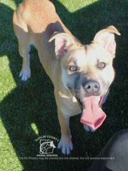 KYLARA -  Mixed Breed Dog for Adoption in Kenansville, North Carolina - KYLARA | PetCurious