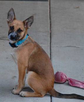 Rescue Mixed Breed Dogs for Adoption in Bend, Oregon - Mitchell | PetCurious