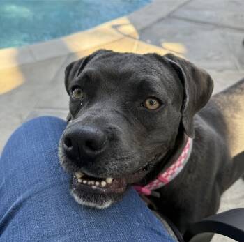 Rescue Pit Bull Terrier Dogs for Adoption in Sedalia, Colorado - Onyx | PetCurious