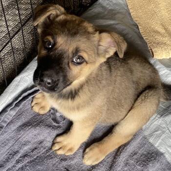 Shepherd Dogs Available for Adoption in Cashmere, Washington - Deliah | PetCurious