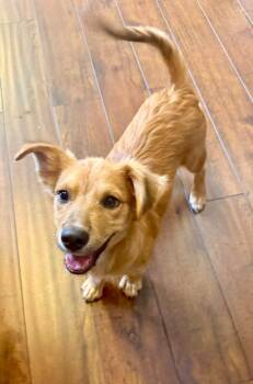 Linus -  Golden Retriever and Havanese Dog for Adoption in Phoenix, Arizona - Linus | PetCurious