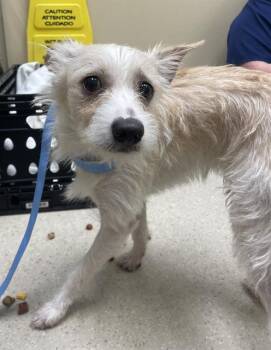 Feist and Chihuahua Dogs Available for Adoption - TOMMY BOY | PetCurious