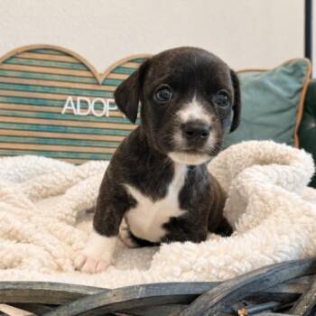 Archie Windsor Victorian -  Yorkshire Terrier and Miniature Schnauzer Dog for Adoption in Friendswood, Texas - Archie Windsor Victorian | PetCurious