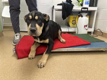 Shar Pei and Mixed Breed Dogs Available for Adoption - THE FRESH PRINCE OF BEL-AIR | PetCurious