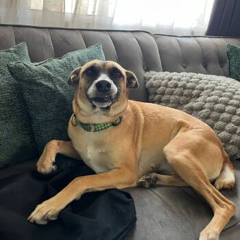 Rescue Shepherd Dogs for Adoption in San Diego, California - Cindy | PetCurious