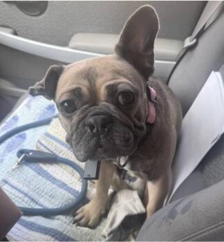 Lulu -  French Bulldog Dog for Adoption in Davis, California - Lulu | PetCurious
