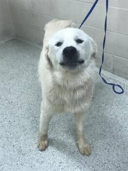 Great Pyrenees and Mixed Breed Dogs Available for Adoption in Conroe, Texas - A428382 | PetCurious
