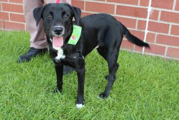 Blaze -  Black Labrador Retriever Dog for Adoption in Burgaw, North Carolina - Blaze | PetCurious