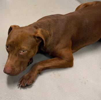 AC-5351 "Penelope" -  Chocolate Labrador Retriever Dog for Adoption in Conyers, Georgia - AC-5351 "Penelope" | PetCurious