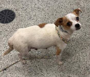Sammy Ray -  Mixed Breed Dog for Adoption in Kansas City, Missouri - Sammy Ray | PetCurious