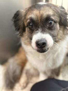 Mixed Breed Dogs Available for Adoption in Memphis, Tennessee - Pepper | PetCurious