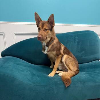Rocky -  Mixed Breed Dog for Adoption in Houston, Texas - Rocky | PetCurious