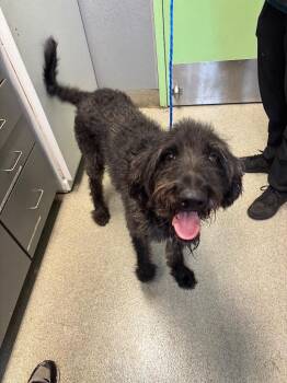 Dax -  German Shorthaired Pointer and Poodle Dog for Adoption in Bloomington, Indiana - Dax | PetCurious