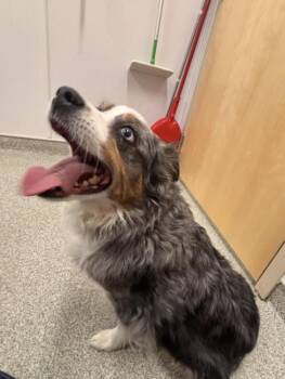 Australian Shepherd Dogs Available for Adoption in Loveland, Colorado - PIPER | PetCurious