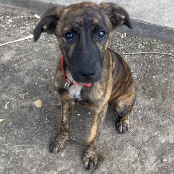 Beach Towel -  Mountain Cur Dog for Adoption in Beaumont, Texas - Beach Towel | PetCurious