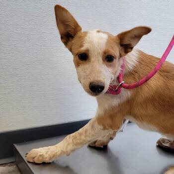 108649 -  Mixed Breed Dog for Adoption in Las Cruces, New Mexico - 108649 | PetCurious