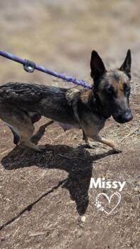Missy -  German Shepherd Dog Dog for Adoption in Monte Vista, Colorado - Missy | PetCurious