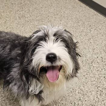 Australian Shepherd and Poodle Dogs Available for Adoption in Cedar Rapids, Iowa - Myan | PetCurious