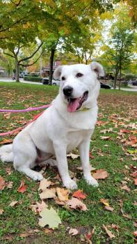 Rescue Husky and Yellow Labrador Retriever Dogs for Adoption in Toronto, Ontario - Kona | PetCurious