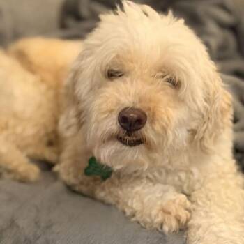 Dax -  Poodle and Mixed Breed Dog for Adoption in Carencro, Louisiana - Dax | PetCurious
