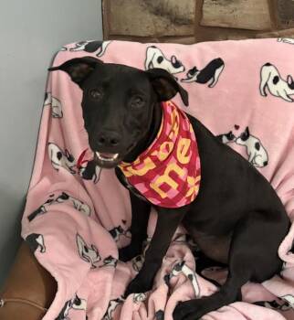 Hazel Pot -  Black Labrador Retriever Dog for Adoption in Andover, Massachusetts - Hazel Pot | PetCurious