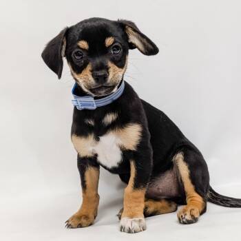 Spaniel and Mixed Breed Dogs Available for Adoption in Parker, Colorado - 620 (2026) Gidget | PetCurious