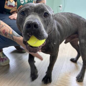 Meatloaf -  Pit Bull Terrier Dog for Adoption in Nashville, Tennessee - Meatloaf | PetCurious