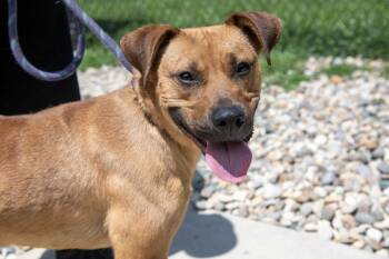 Dapper Dan -  Mixed Breed Dog for Adoption in Terre Haute, Indiana - Dapper Dan | PetCurious