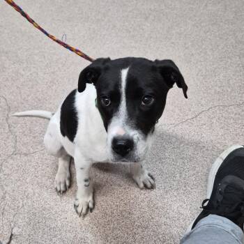 Mixed Breed Dogs Available for Adoption - Wink | PetCurious