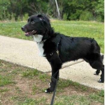 Australian Shepherd and American Staffordshire Terrier Dogs Available for Adoption in Fairfax, Virginia - Miloh | PetCurious