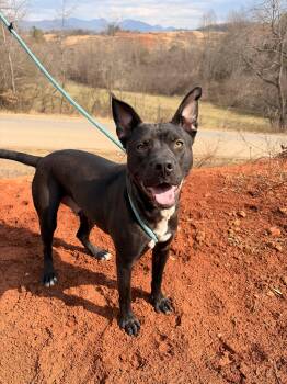 American Staffordshire Terrier Dogs Available for Adoption - Makas | PetCurious