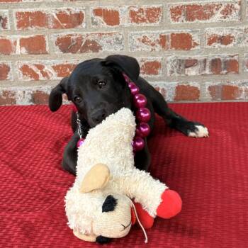 Ruthie -  Black Labrador Retriever and Hound Dog for Adoption in Atlanta, Texas - Ruthie | PetCurious