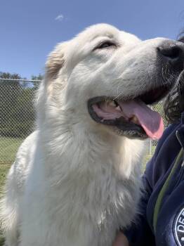 Great Pyrenees Dogs Available for Adoption in Berryville, Virginia - Millie | PetCurious