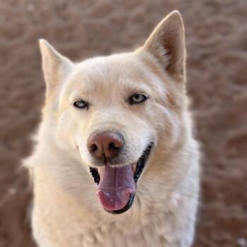 Barbie -  Husky Dog for Adoption in Salt Lake City, Utah - Barbie | PetCurious