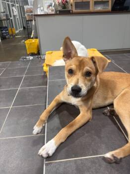 Conan -  Jindo Dog for Adoption in New York, New York - Conan | PetCurious