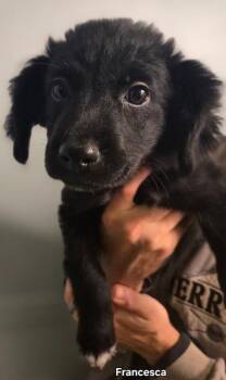 Francesca -  Flat Coated Retriever and Mixed Breed Dog for Adoption in Aiken, South Carolina - Francesca | PetCurious