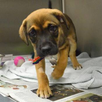 DAISY -  Labrador Retriever and Mixed Breed Dog for Adoption in St. Louis, Missouri - DAISY | PetCurious