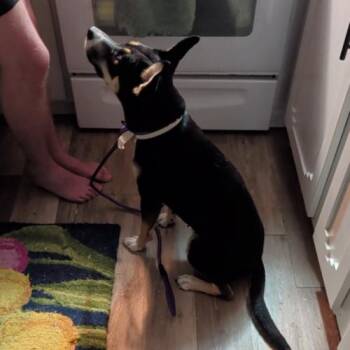 Whilamina -  American Staffordshire Terrier and Mixed Breed Dog for Adoption in Glendale, Arizona - Whilamina | PetCurious