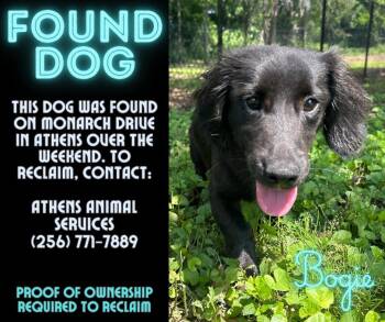 Dachshund and Mixed Breed Dogs Available for Adoption in Athens, Alabama - BOGIE | PetCurious